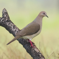 White-tipped Dove
